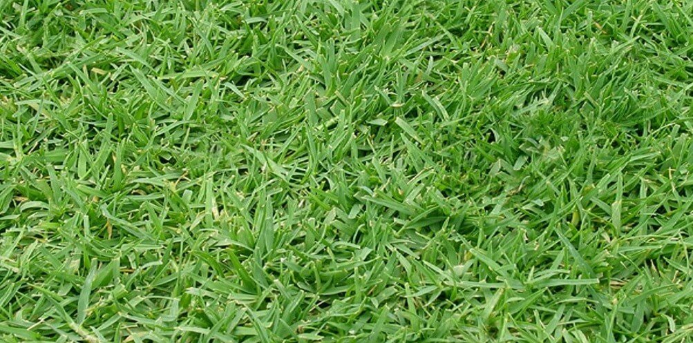 wintergreen-couch-turf-penrith-sydney-d-v-turf-supplies