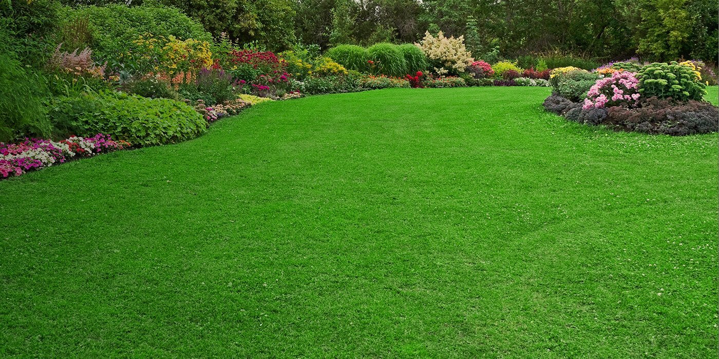Penrith Sydney S Turf Supplier Turf Specialist D V Turf
